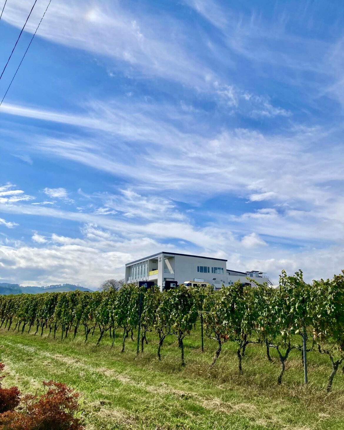 就労体験~秋の椀子マルシェ~